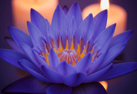 Eine schillernde blaue Lotusblume, deren zarte Blütenblätter von warmem Licht umspielt werden, symbolisierend die Tiefe der Meditation, die Klarheit des Geistes und die spirituelle Reise, die in der Tantra Massage ihren Ausdruck findet.